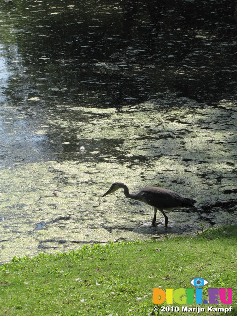 SX14887 Silhouette of Grey Heron (Ardea cinerea) in Park Sonsbeek, Arnhem, The Netherlands